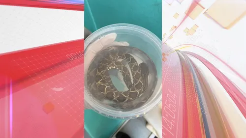 Na unidade hospitalar, ele recebeu o soro anticrotálico