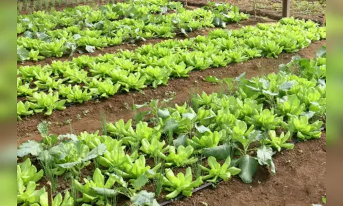 Crise climática ameaça cultivo de alface em campo aberto, diz Embrapa