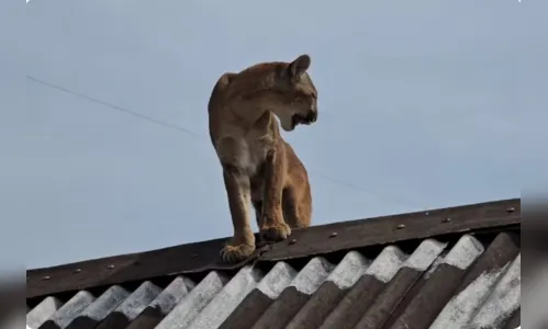 Onça-parda é achada no telhado, laçada por morador e resgatada no PR