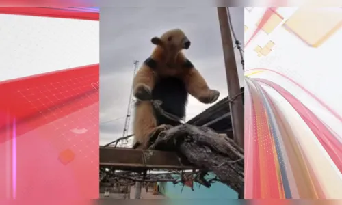 Idoso é atacado por tamanduá-mirim e sofre ferimentos