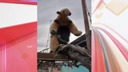 O animal estava sendo resgatado quando atacou o idoso.