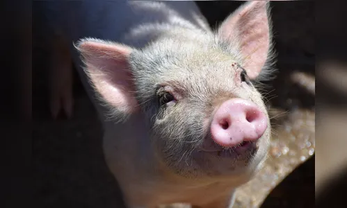 Suspeitos tentam furtar porco em propriedade rural de Apucarana