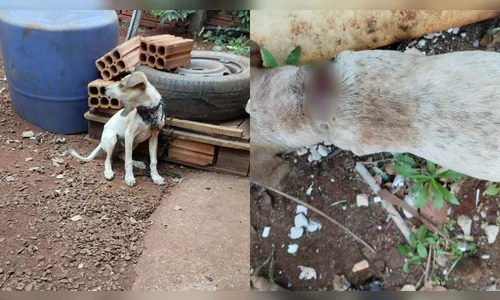 Cachorro é resgatado em situação de maus-tratos em Apucarana