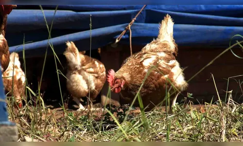 Discussão por construção de galinheiro mobiliza PM e Conselho Tutelar