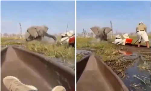 Elefante ataca turistas em safari e os lança em rio com crocodilos