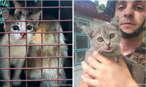 Gato é resgatado por soldados na Ucrânia e vira símbolo da resistência