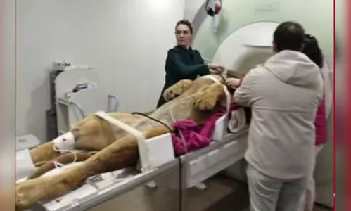 Zoológico do Paraná realiza ressonância em leão e viraliza nas redes