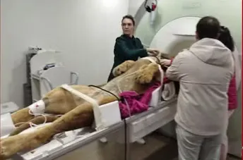 O leão estava realizando um check-up de rotina.