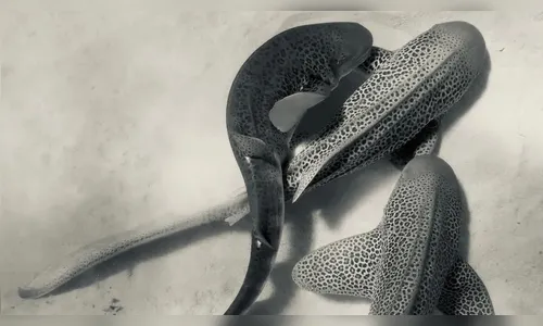 Sexo grupal é flagrado entre tubarões pela primeira vez