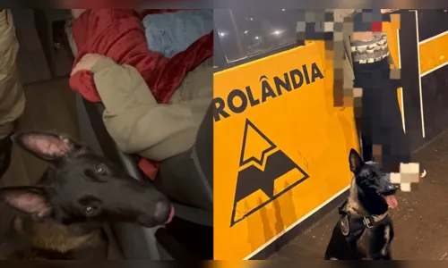 Equipe Canil prende mulher carregando haxixe no corpo em Rolândia