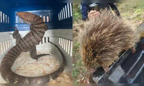 Ouriço e lagarto-teiú são capturados em residências de Arapongas