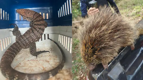 Os animais foram capturados em duas casas de Arapongas.
