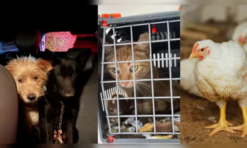 Perita resgata cachorros, gato e galinha de carro após acidente no PR