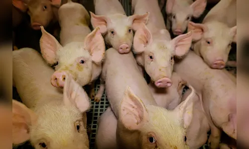 Paraná tem 9 cidades entre as maiores produtoras na pecuária nacional