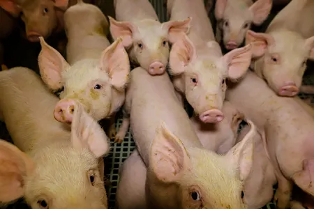 Os produtos de origem animal atingiram R$ 15,3 bilhões de valor de produção, alta de 6,61% em relação a 2023