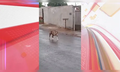 Pitbull solto em Apucarana causa medo entre moradores