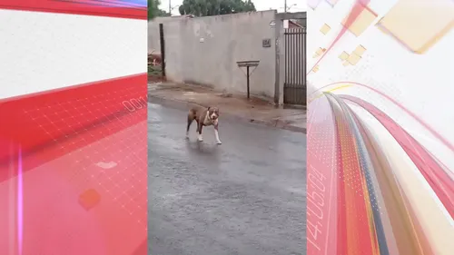 Pitbull solto em Apucarana causa medo entre moradores