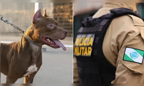 Mulher é atacada por pitbulls em via pública e fica gravemente ferida