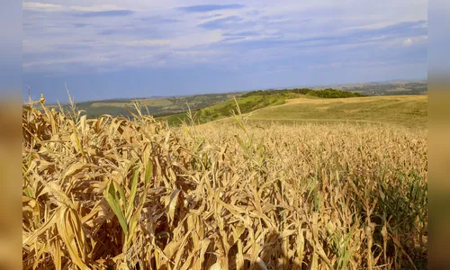 Seca se agrava no norte do Paraná, diz monitor da ANA