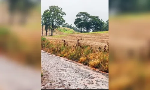 Homem cai de árvore na 