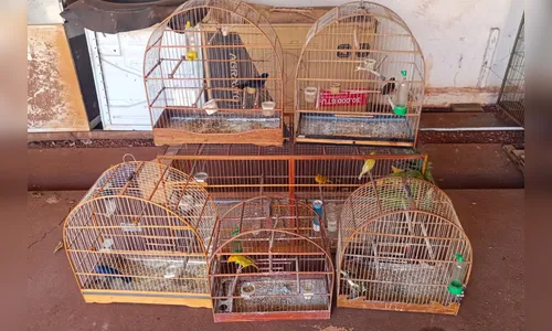 PCPR resgata 70 animais em situação de maus-tratos no Paraná