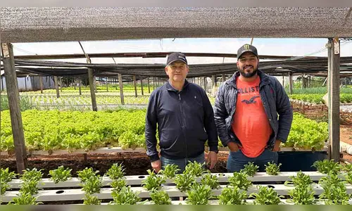 Hidroponia ganha espaço na produção de alimentos na região