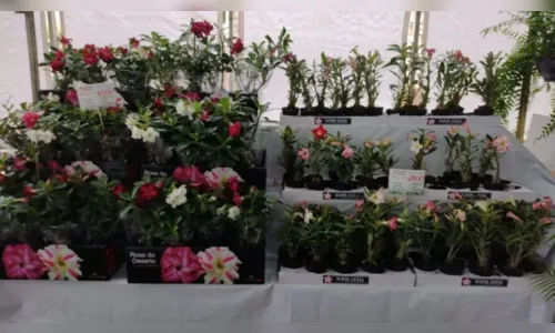 Vem aí a Exposição de Flores e Mudas de árvores frutíferas