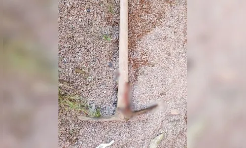 Idoso é morto com picareta enfiada em sua cabeça no Paraná