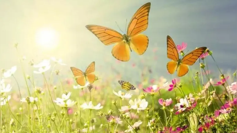 Imagem ilustrativa da notícia As manhãs de inverno hibernando nossa alma dão passagem para o despertar da primavera