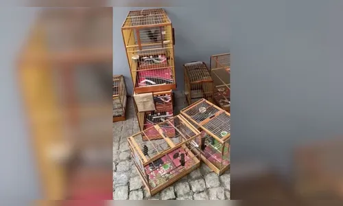 Polícia resgata mais de 200 pássaros vítimas de maus-tratos em SC