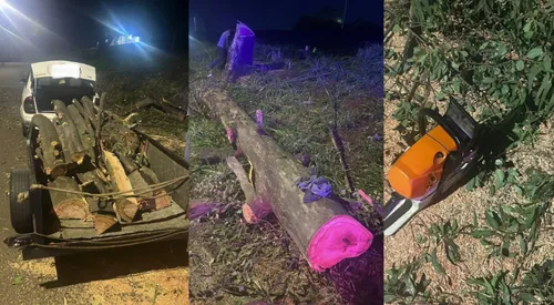 A árvore já estava totalmente cortada e parte dos galhos e do tronco era colocada em uma carretinha acoplada a um veículo branco.