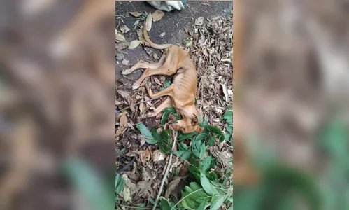Cemsa resgata cachorra doente abandonada perto do Parque da Raposa