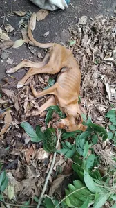 A cachorra estava bastante debilitada.