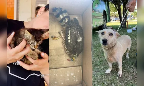 20 animais morreram e 50 ficaram feridos em Rio Bonito do Iguaçu