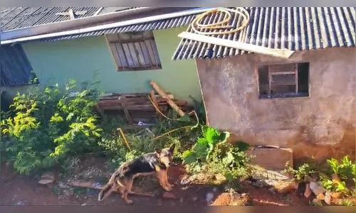 Homem é preso em Cascavel após cães serem achados famintos e um morto