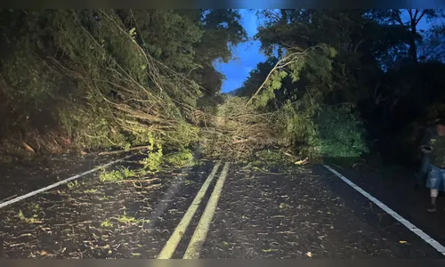 Temporal derruba árvores na BR-376 e afeta tráfego na Serra do Cadeado