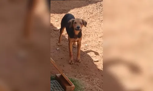 Morador é preso por maltratar cachorro no Solo Sagrado em Apucarana