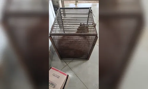 Capivara ferida é capturada na Gleba Orle em Arapongas