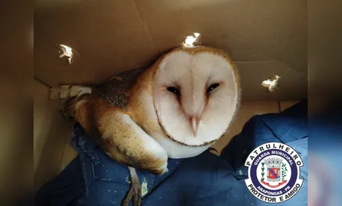 Coruja ferida é resgatada em Arapongas e levada para Londrina