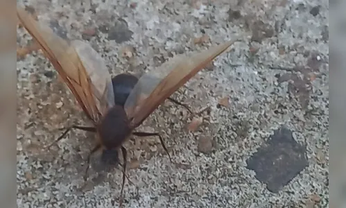 Saiba por que formigas gigantes estão 'invadindo' Apucarana e região