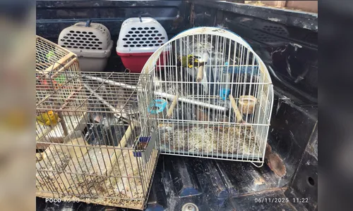 Tutor é multado em mais de R$ 5 mil por manutenção irregular de aves