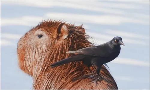 Apucarana participa do Big Day, evento mundial de observação de aves