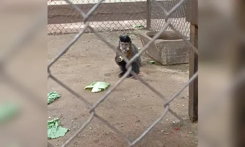 Último macaco-prego 