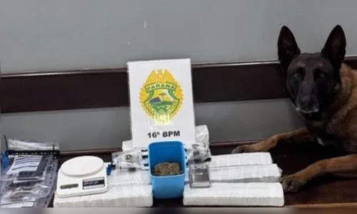 Cão farejador encontra drogas em lanchonete enquanto PM comprava lanche no PR
