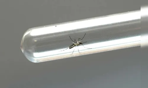 Paraná reduz casos e mortes por dengue acima da média nacional em 2025