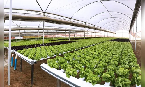 Kaloré abre seleção de agricultores para implantação de estufas