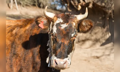 19 vacas morrem durante descarga elétrica em zona rural do Paraná