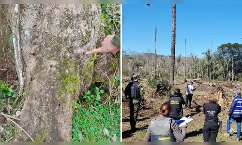Produtor rural é multado em R$ 862 mil por envenenar árvores no PR