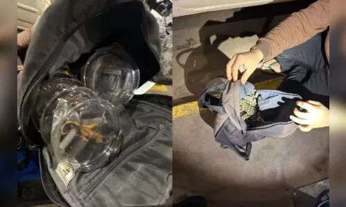 Píton, sucuri e jacarés são achados em mochila na fronteira do Paraná