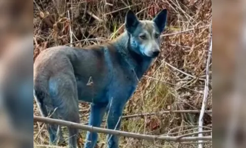 ‘Cachorros azuis’ são vistos na zona de exclusão de Chernobyl
